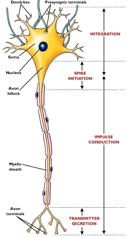 Symptoms of MS