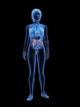 Symptoms of Adrenal Gland Malfunction