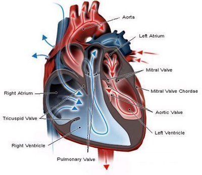 heart failure congestive symptoms signs medicalsymptomsguide