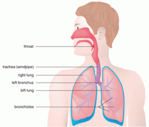 Bronchitis Symptoms