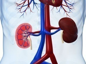 Kidney Disease Symptoms