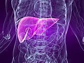 What Causes Liver Enzymes to Elevate?
