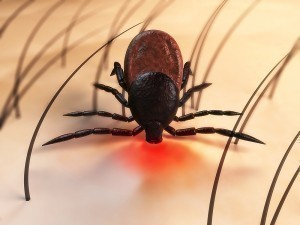 Lyme Disease