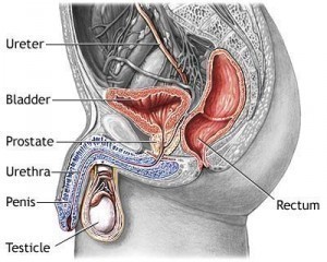 Prostate Cancer Symptoms