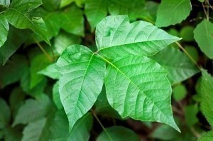 Remedy for Poison Ivy