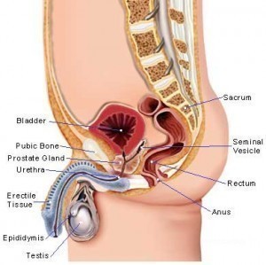 Symptoms of Prostatitis