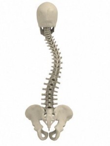 What Causes Scoliosis?