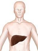 What Causes High SGPT?