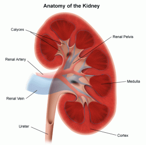 What Causes Kidney Failure?