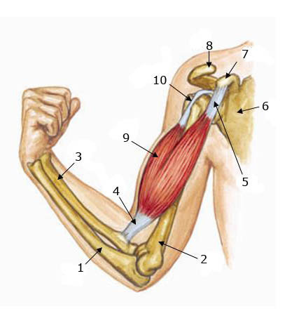 Upper Arm Pain