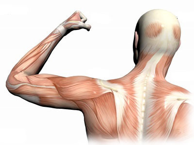 Muscle Pain